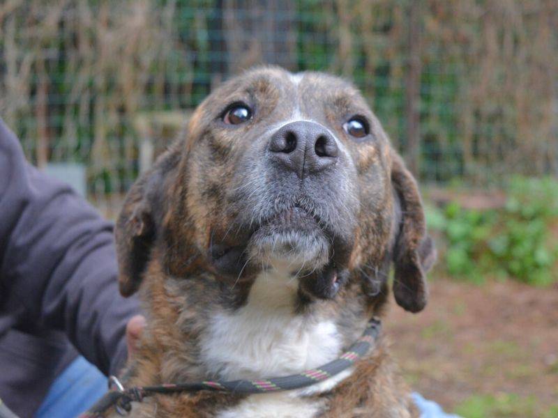 Adotta un cane, maschio, 3 anni  e 7 mesi , Roma