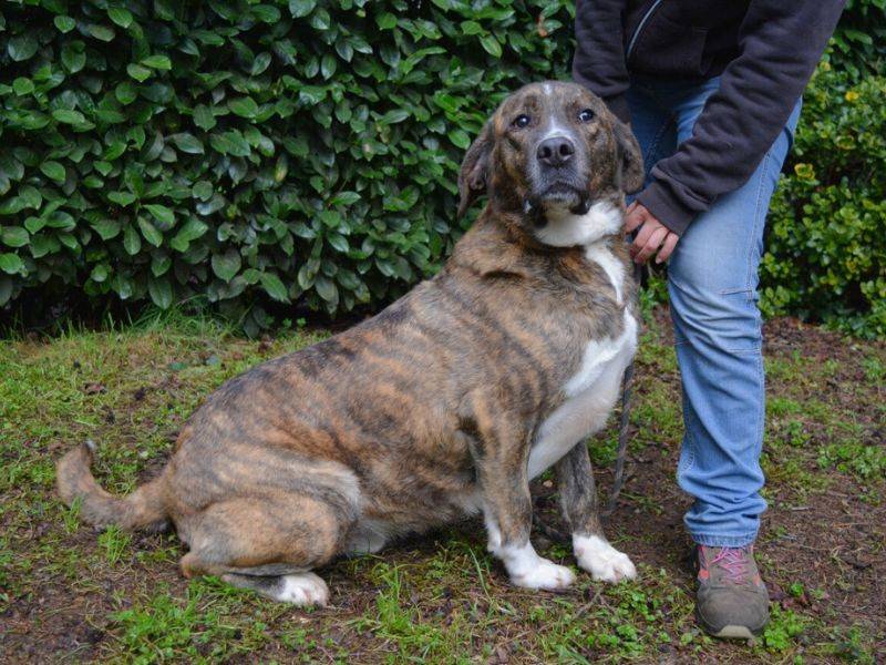 Adotta un cane, taglia grande, maschio, Roma