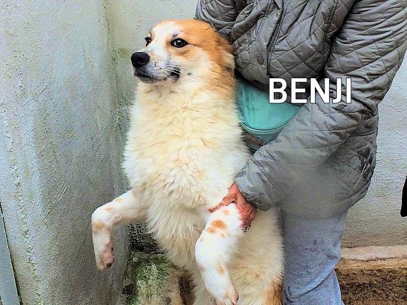 Adozione cane, maschio, Razza sconosciuta Razza sconosciuta, 1 anno e 1 mese, taglia media, Frosinone
