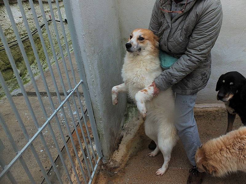 Adotta un cane, maschio, 1 anno e 1 mese, Frosinone