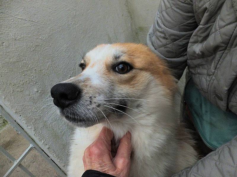 Adotta un cane, taglia media, maschio, Frosinone