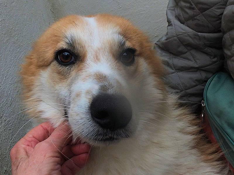 Vuoi adottare un cane a Frosinone?