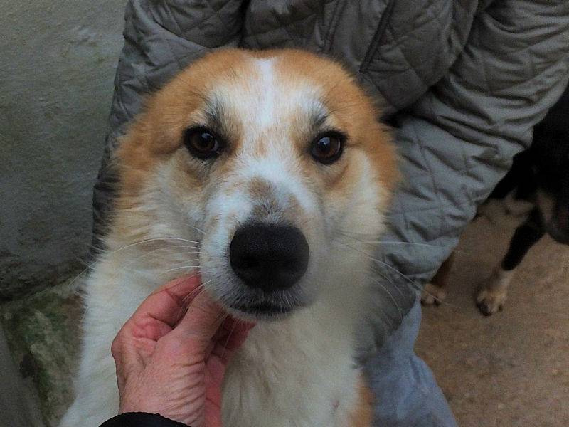 Adotta il cane BENJI a Frosinone