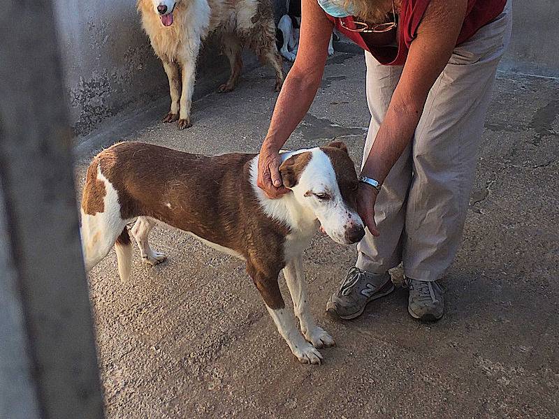 Foto 3 dell'animale