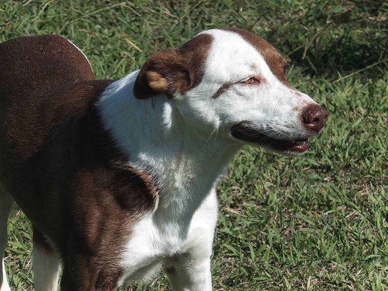 Adotta un cane, taglia media, femmina, Frosinone