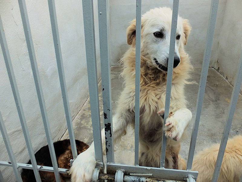 Adotta un cane, femmina, 2 anni  e 1 mese, Frosinone