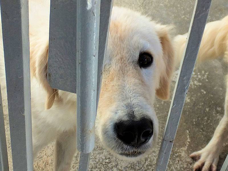 Foto 3 dell'animale