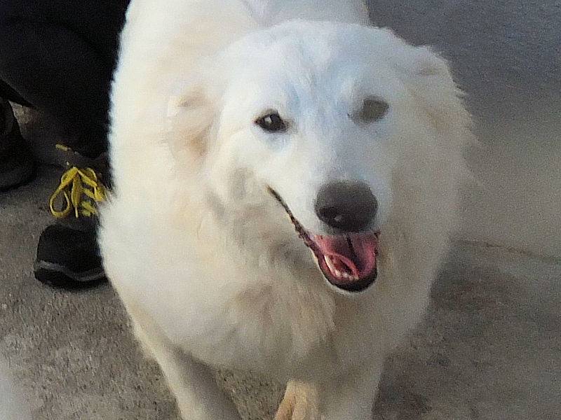 Adotta il cane BETTINA a Frosinone