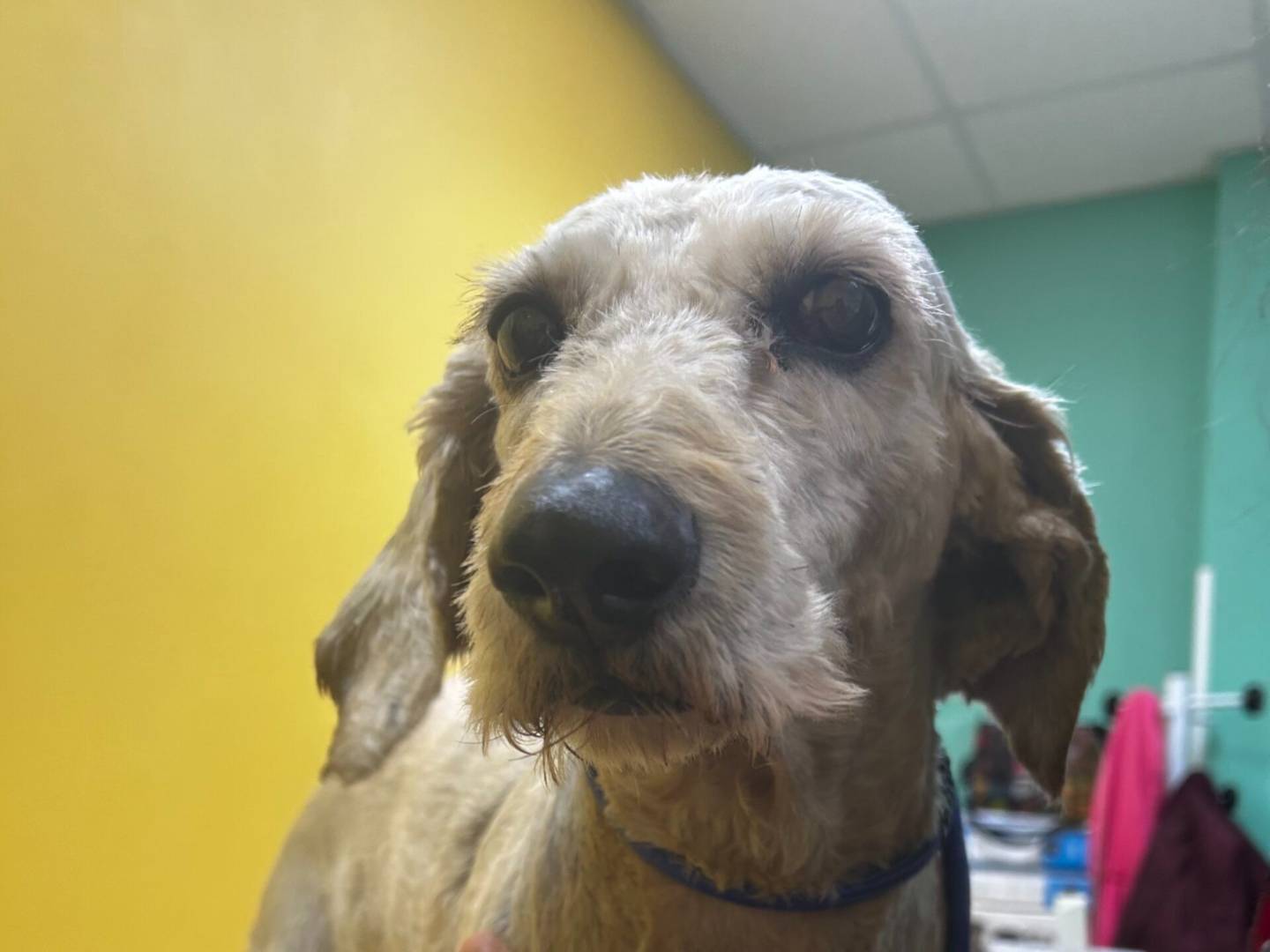 Adozione cane, maschio, Lagotto Razza sconosciuta, 4 anni  e 1 mese, taglia media, Roma