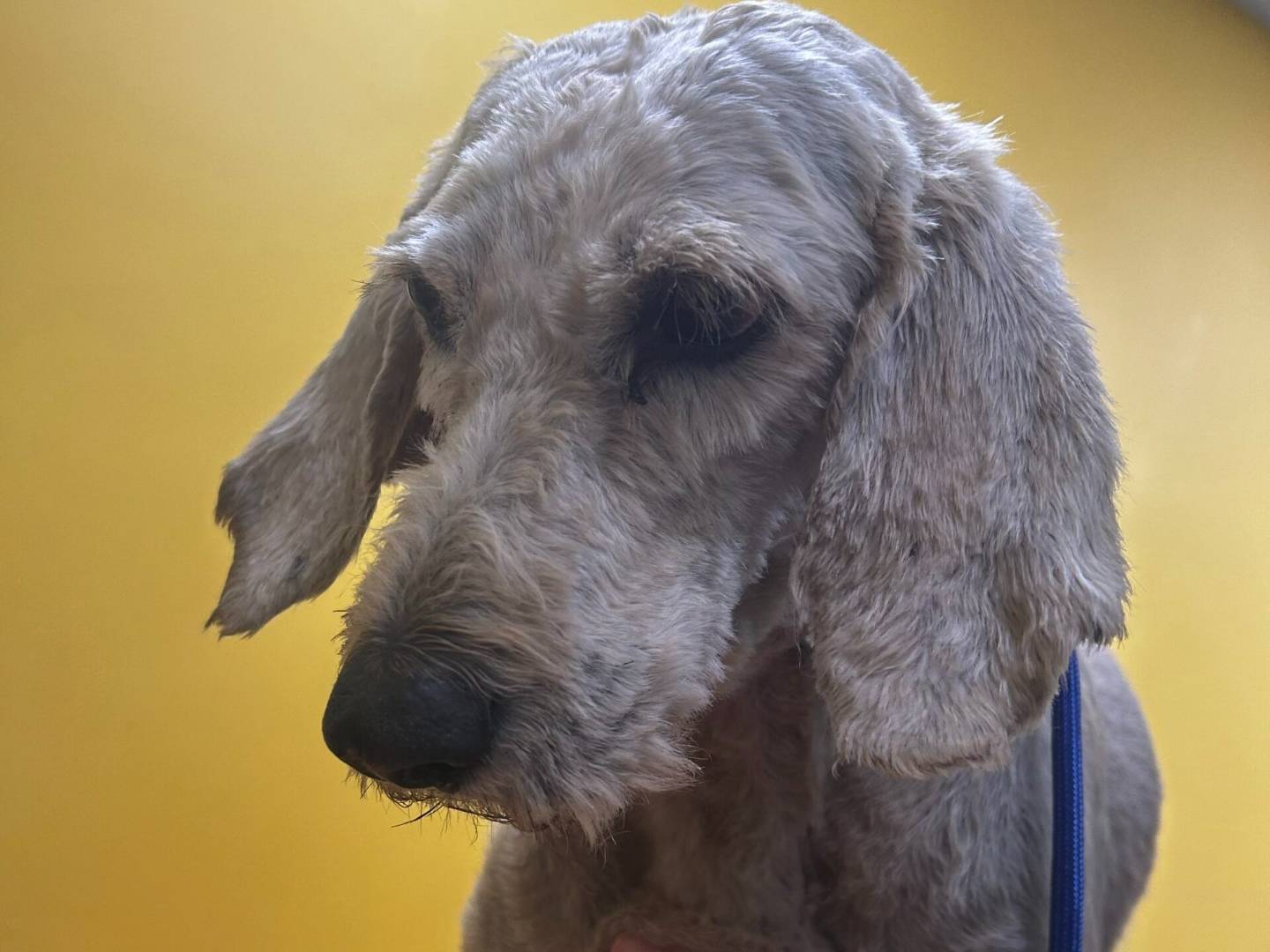 Adotta un cane, maschio, 4 anni  e 1 mese, Roma