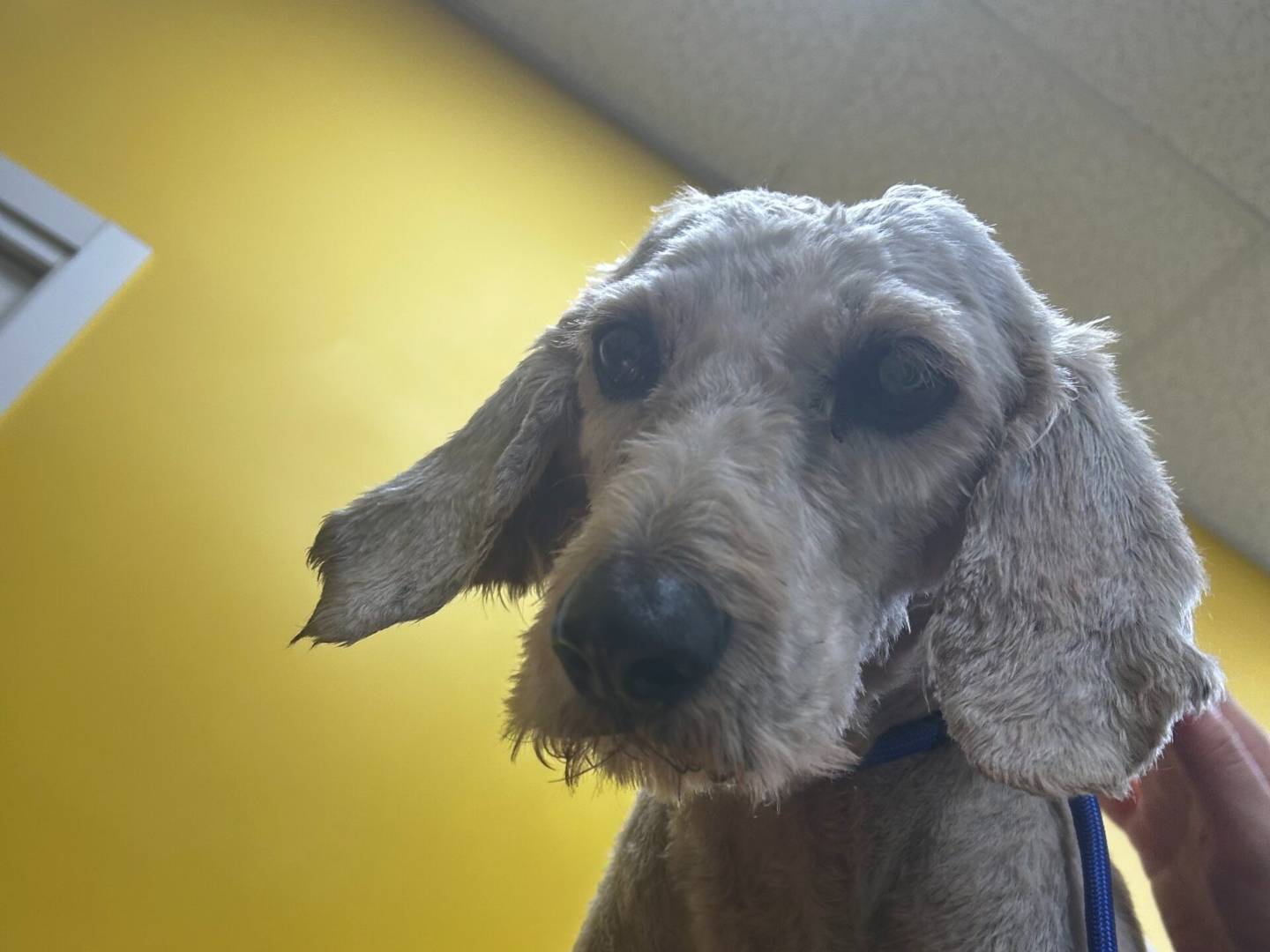 Vuoi adottare un cane a Roma?