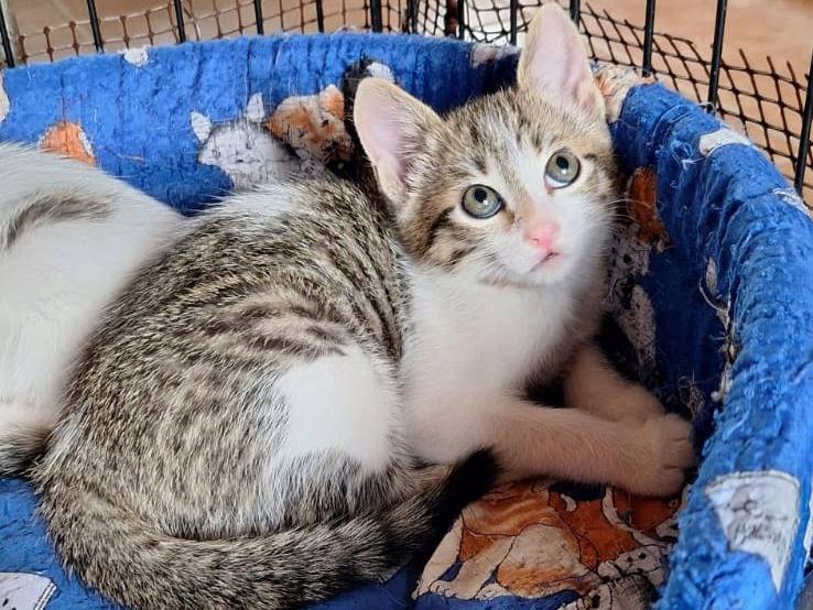 Adotta un gatto, taglia non valida, maschio, Milano