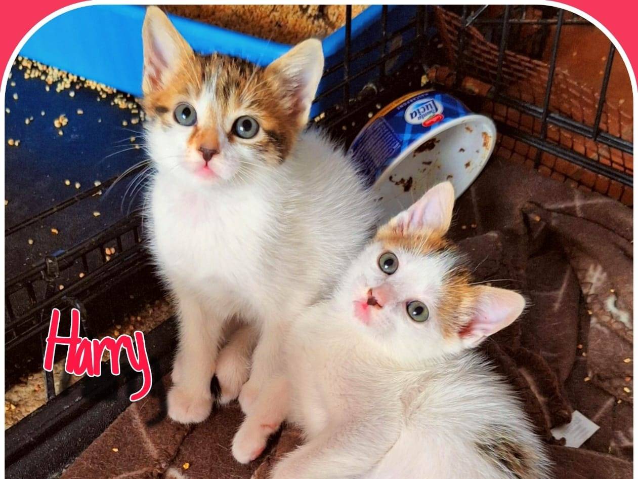 Adotta un gatto, maschio, 1 mesi, Milano