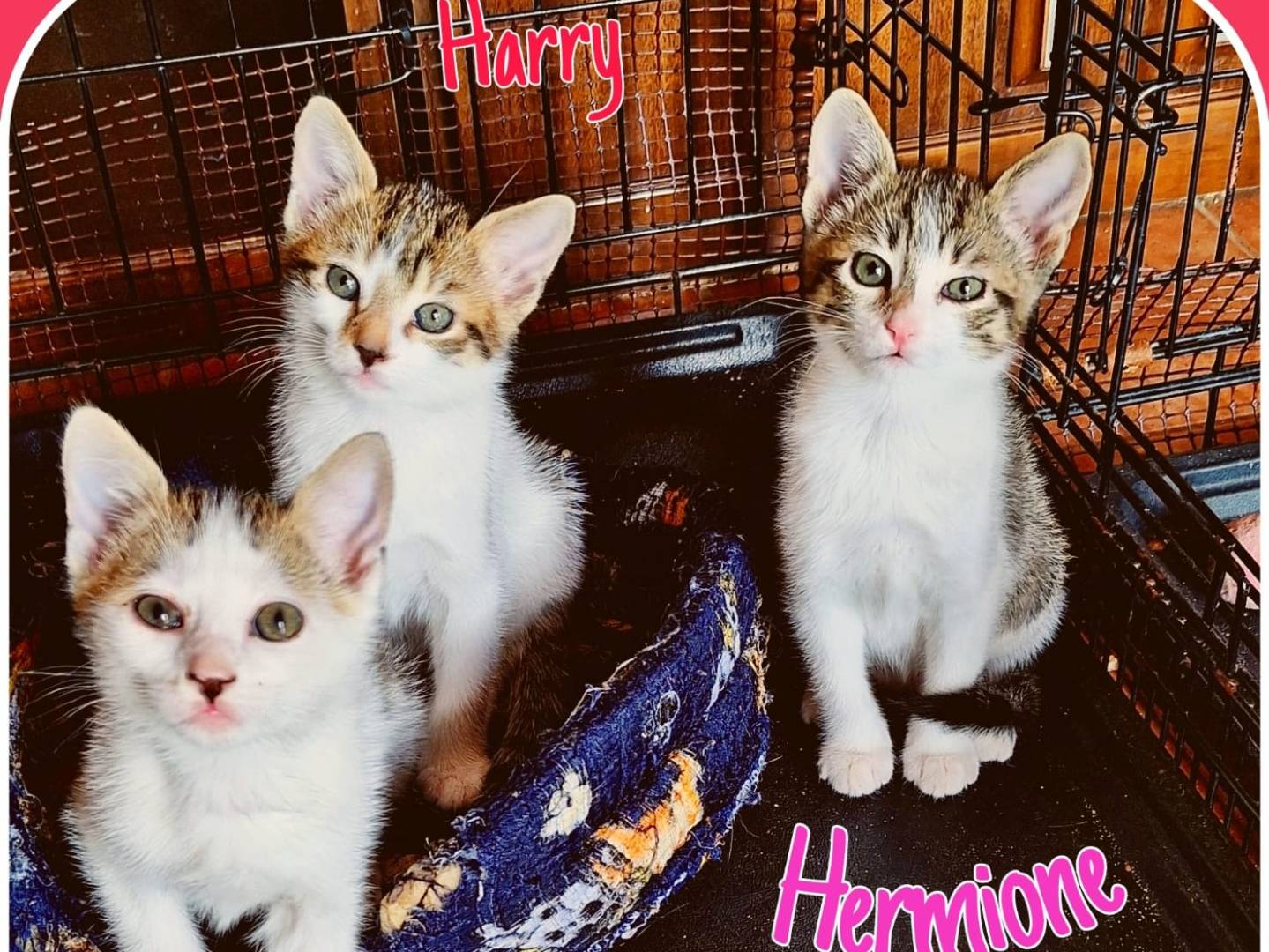 Adozione gatto, maschio, Razza sconosciuta Razza sconosciuta, 1 mesi, taglia non valida, Milano
