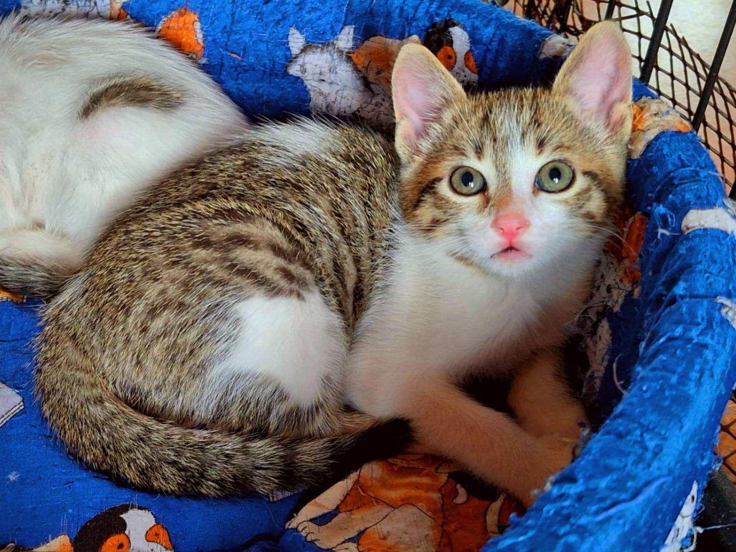 Vuoi adottare un gatto a Milano?