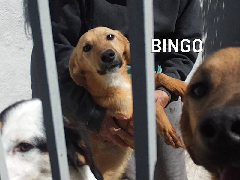 Foto dell'animale