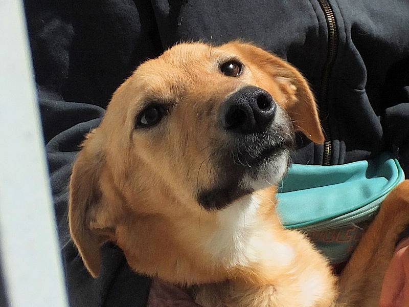 Adotta un cane, maschio, 1 anno e 6 mesi , Frosinone