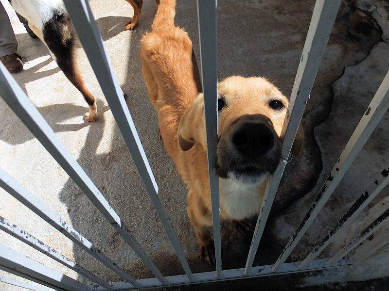 Adotta un cane, taglia media contenuta, maschio, Frosinone