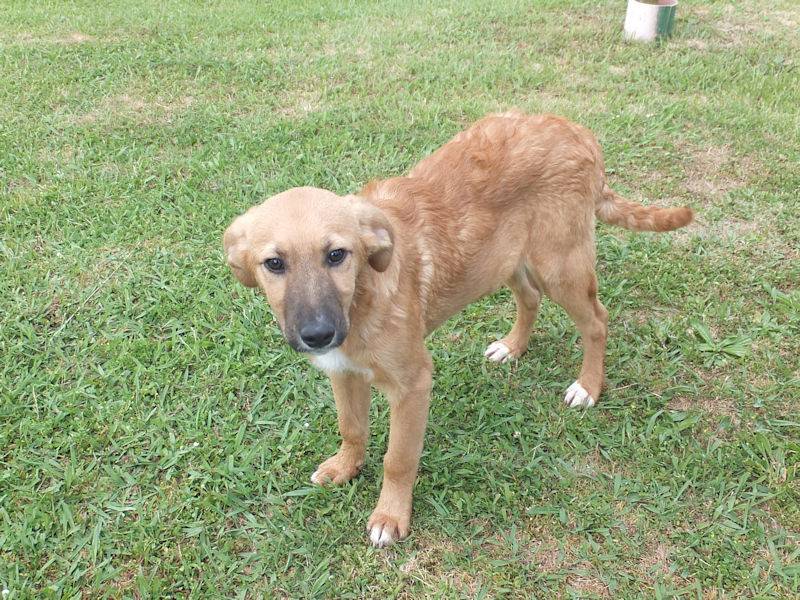 Vuoi adottare un cane a Frosinone?