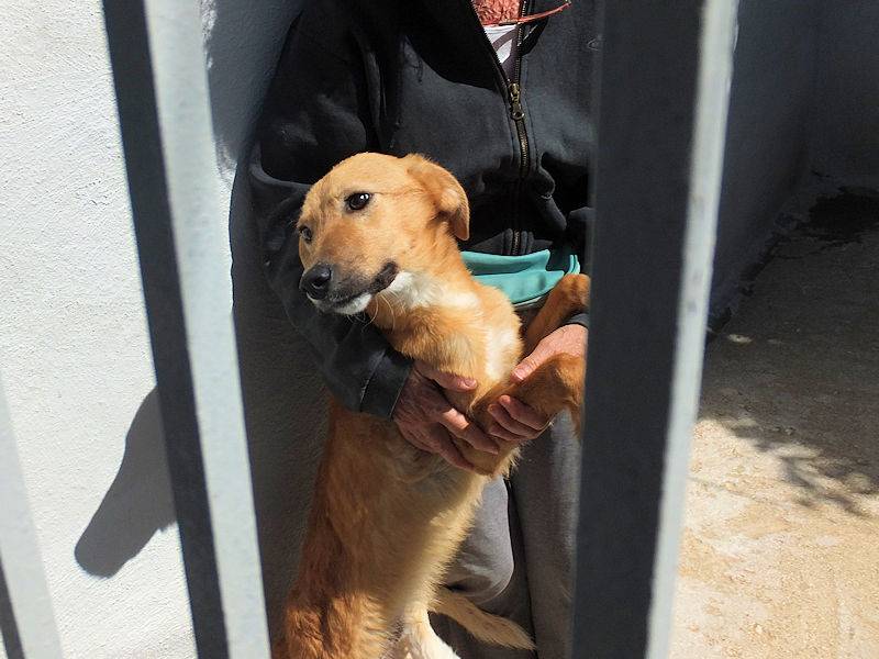 Adotta il cane BINGO a Frosinone