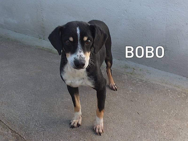 Foto dell'animale