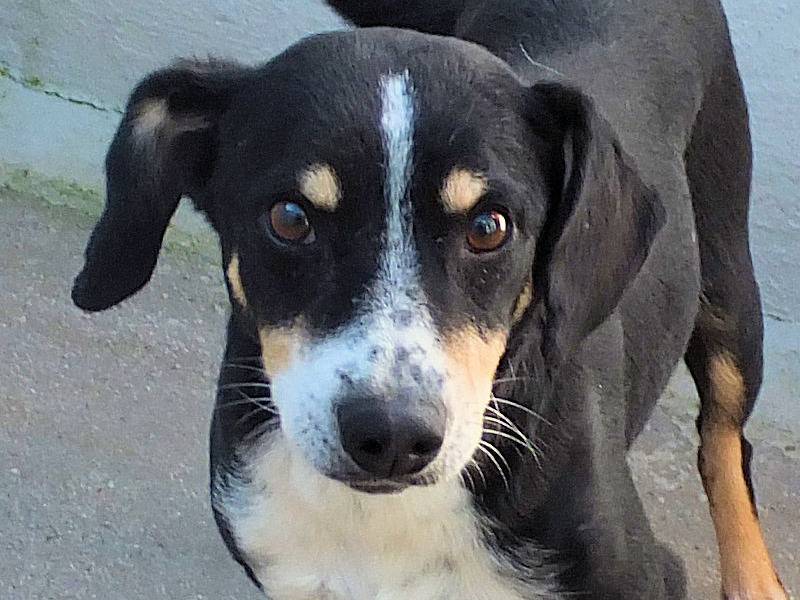 Adotta un cane, maschio, 1 anno e 10 mesi , Frosinone