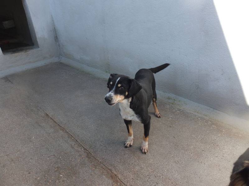 Adotta un cane, taglia piccola, maschio, Frosinone