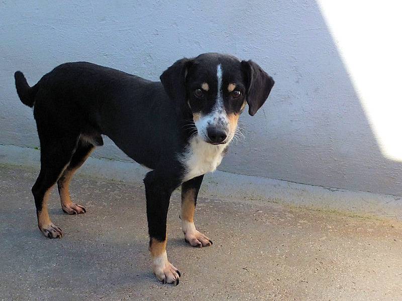 Adotta il cane BOBO a Frosinone