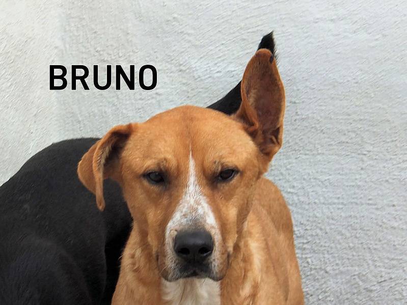 Adozione cane, maschio, Pastore tedesco Razza sconosciuta, 8 anni e 9 mesi, taglia media, Frosinone