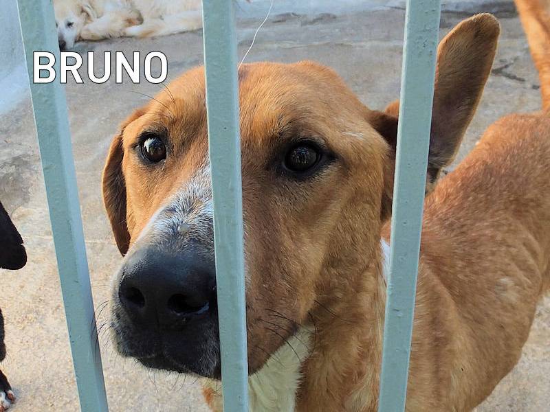 Adotta un cane, maschio, 8 anni e 9 mesi, Frosinone
