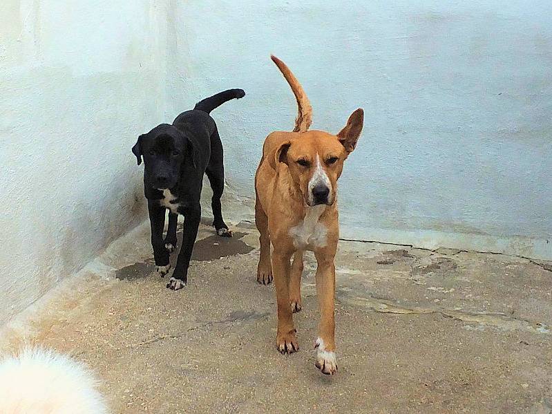 Adotta un cane, taglia media, maschio, Frosinone