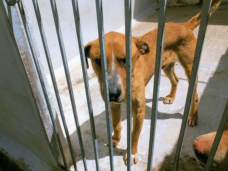 Vuoi adottare un cane a Frosinone?