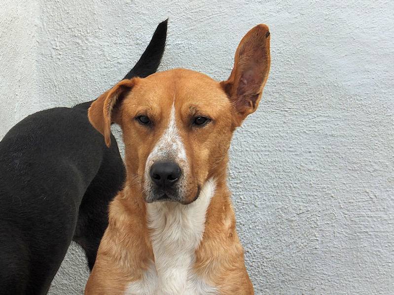 Adotta il cane BRUNO a Frosinone