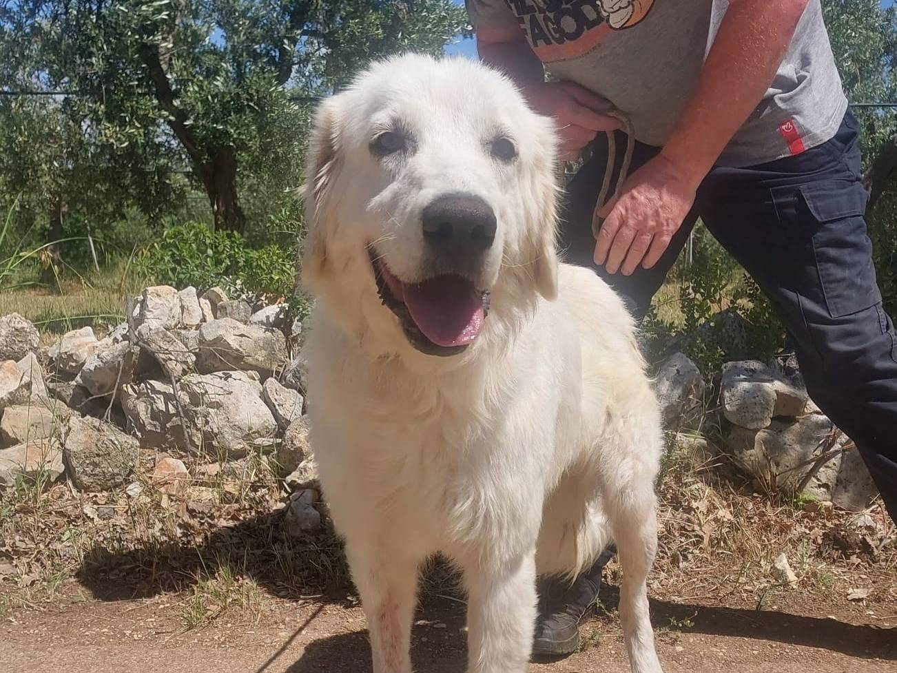 Foto dell'animale