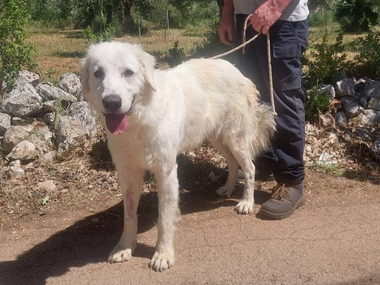 Adotta un cane, taglia grande, femmina, Bari