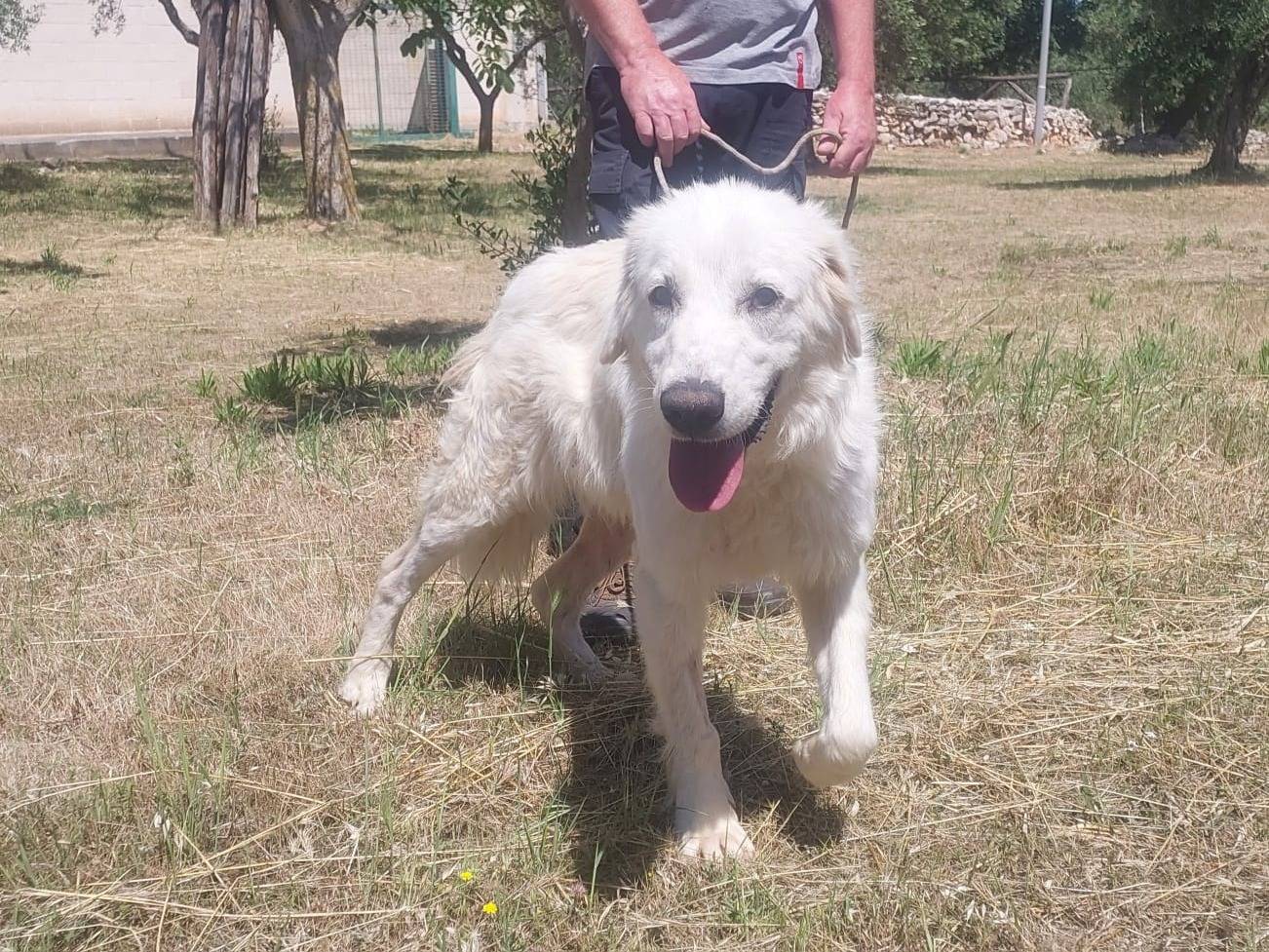 Vuoi adottare un cane a Bari?