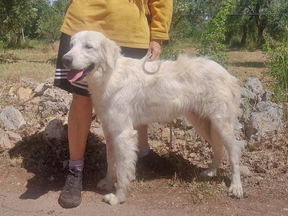 Adotta il cane ANYA a Bari