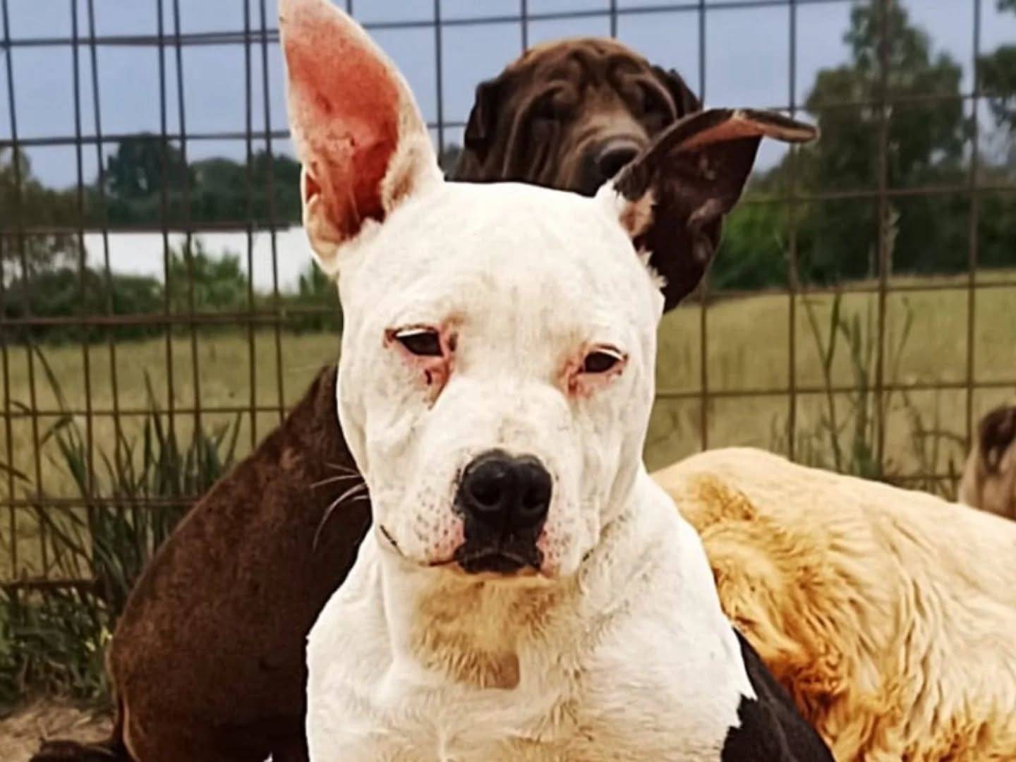 Adotta un cane, femmina, 3 mesi, Latina