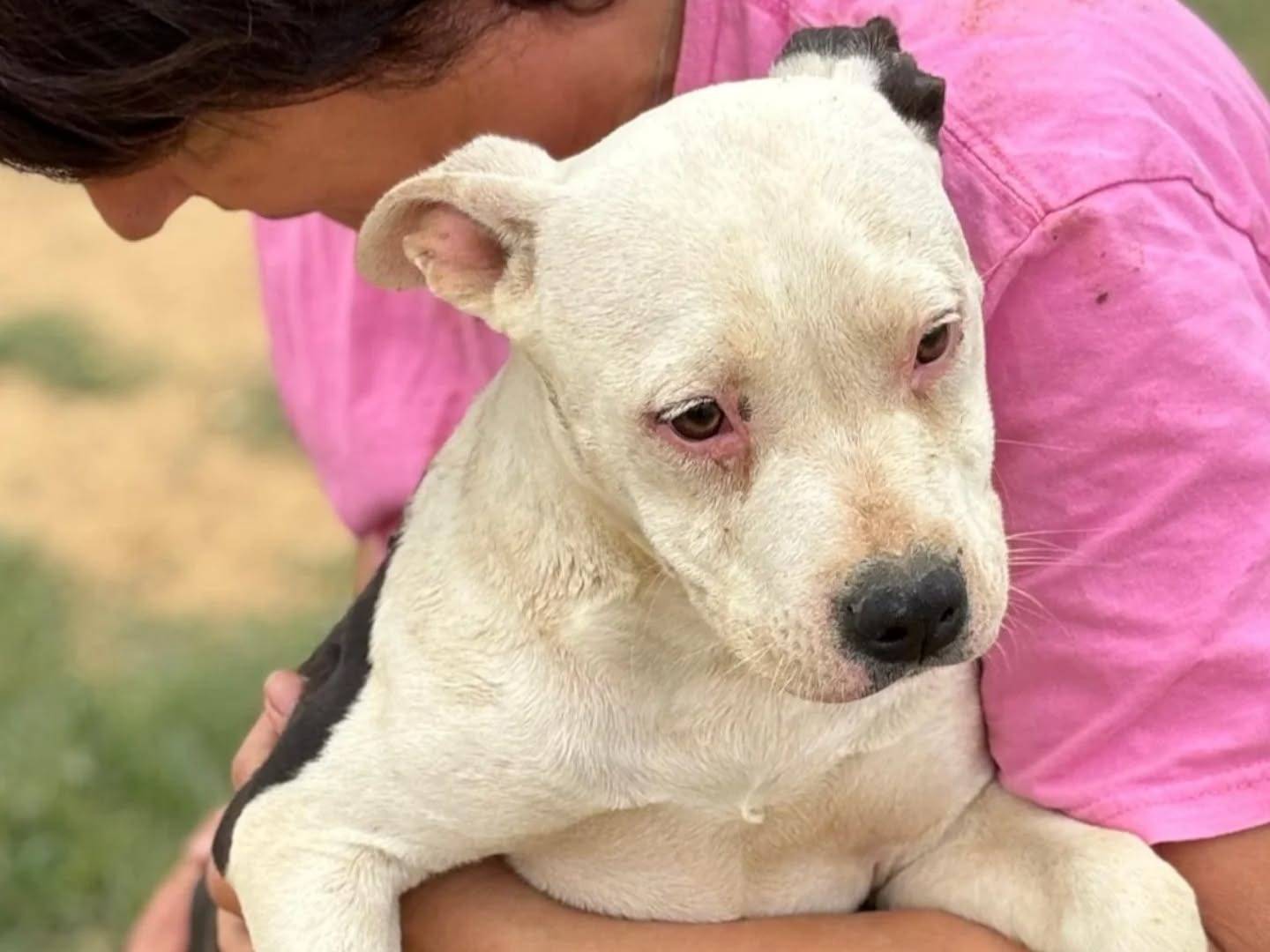 Adotta un cane, taglia media, femmina, Latina