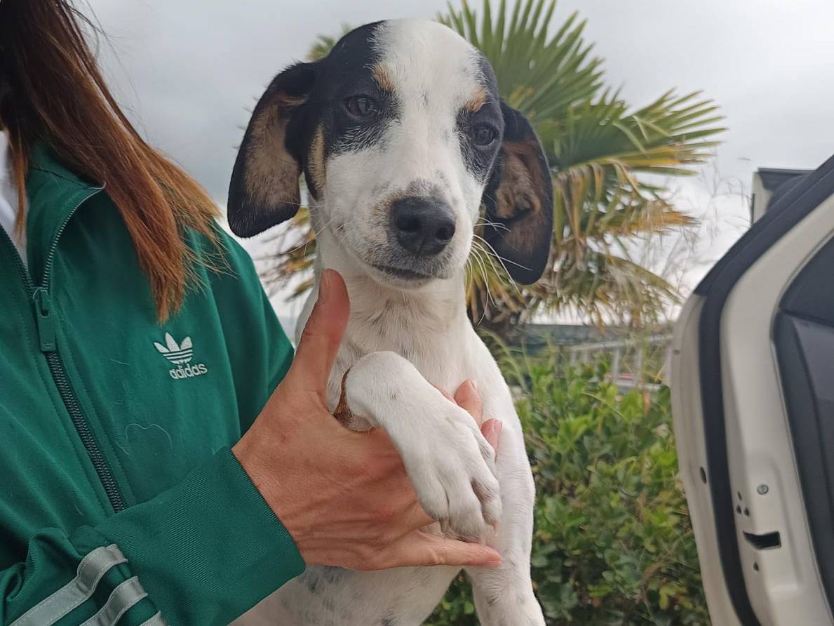 Adotta un cane, maschio, 7 mesi, Catanzaro