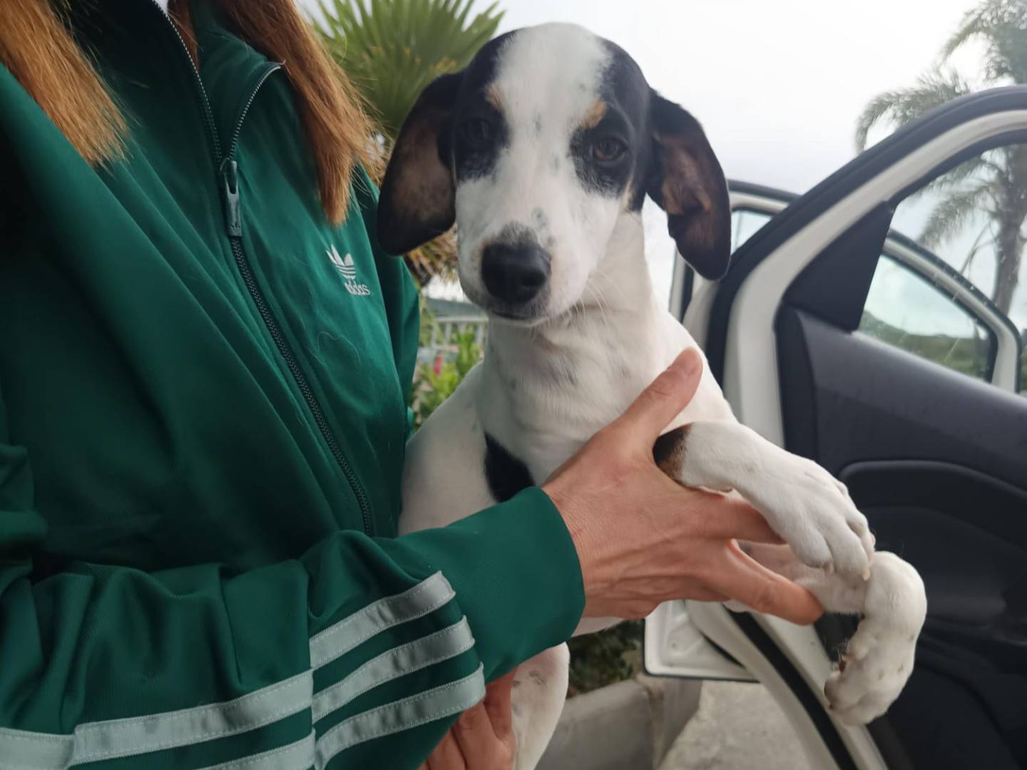 Adotta un cane, taglia media contenuta, maschio, Catanzaro