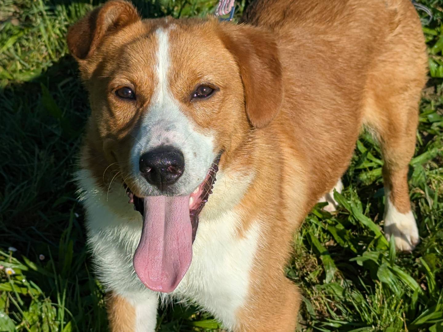 Adotta un cane, maschio, 7 mesi, Pisa