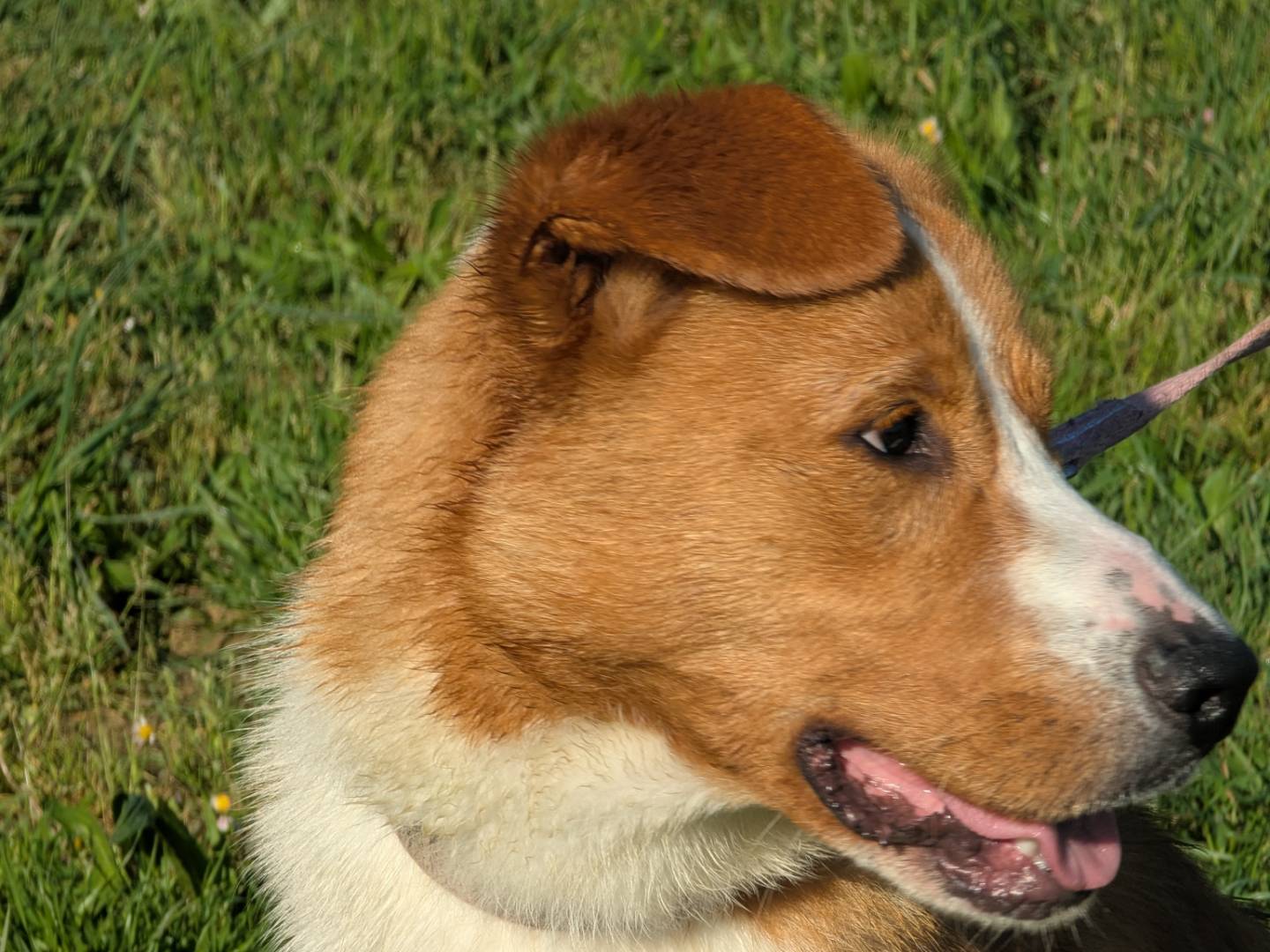 Adotta un cane, taglia media, maschio, Pisa