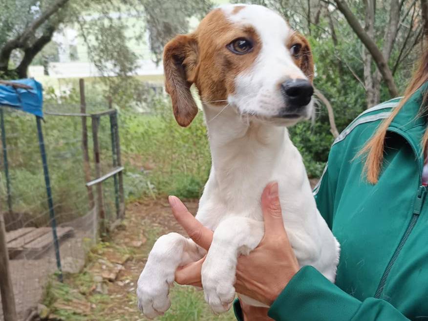 Foto dell'animale