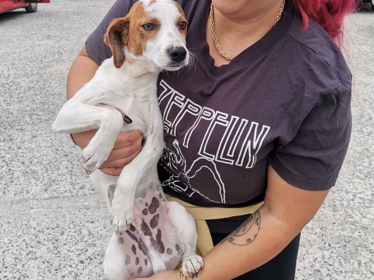 Adotta un cane, maschio, 7 mesi, Catanzaro