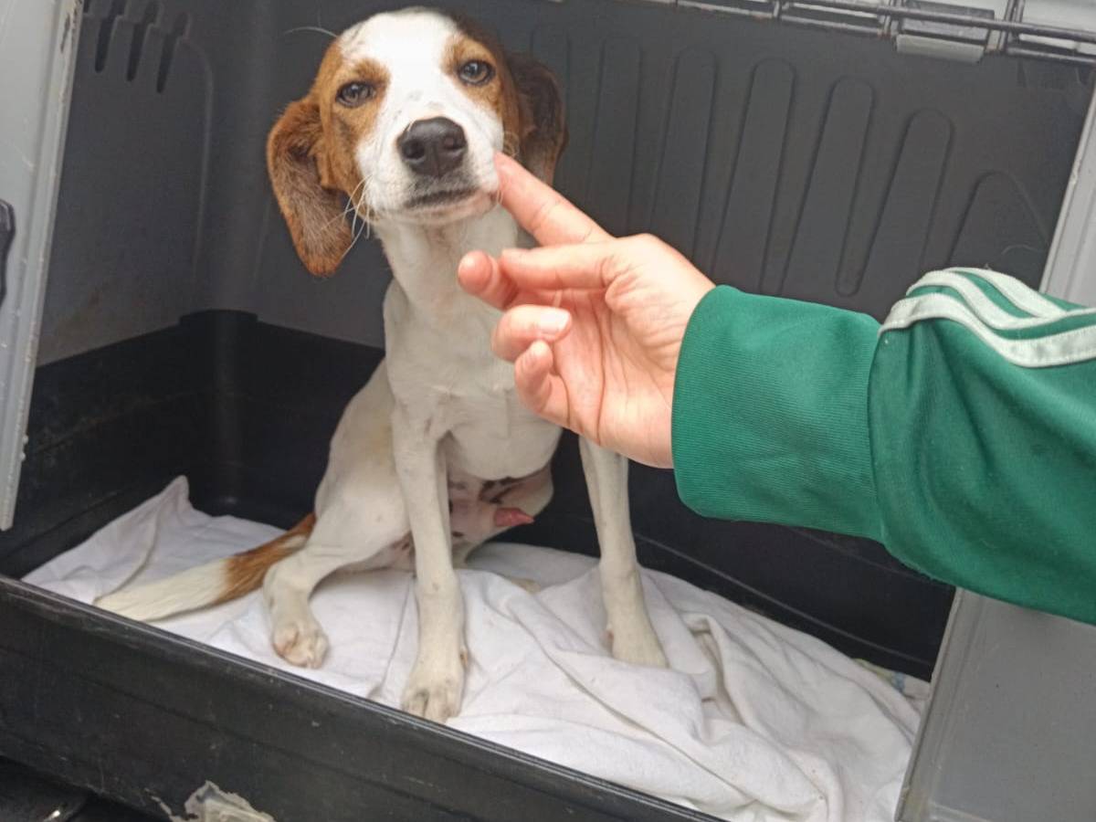 Adotta un cane, taglia media contenuta, maschio, Catanzaro