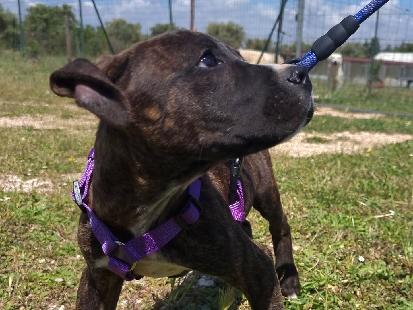 Foto dell'animale