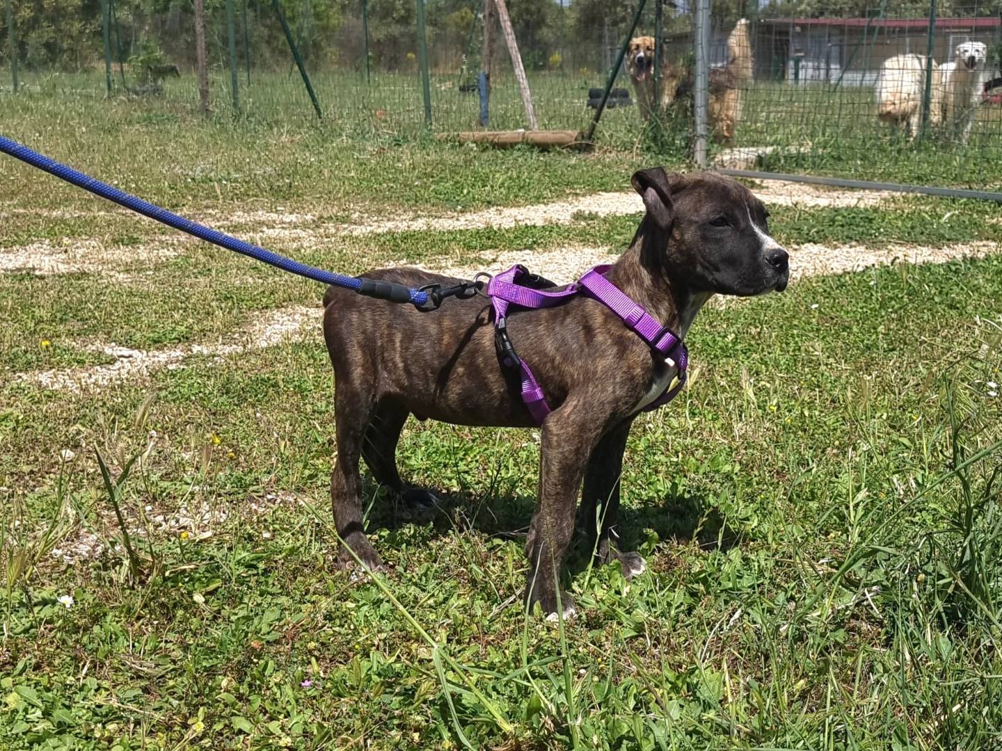 Adotta un cane, maschio, 2 mesi, Bari