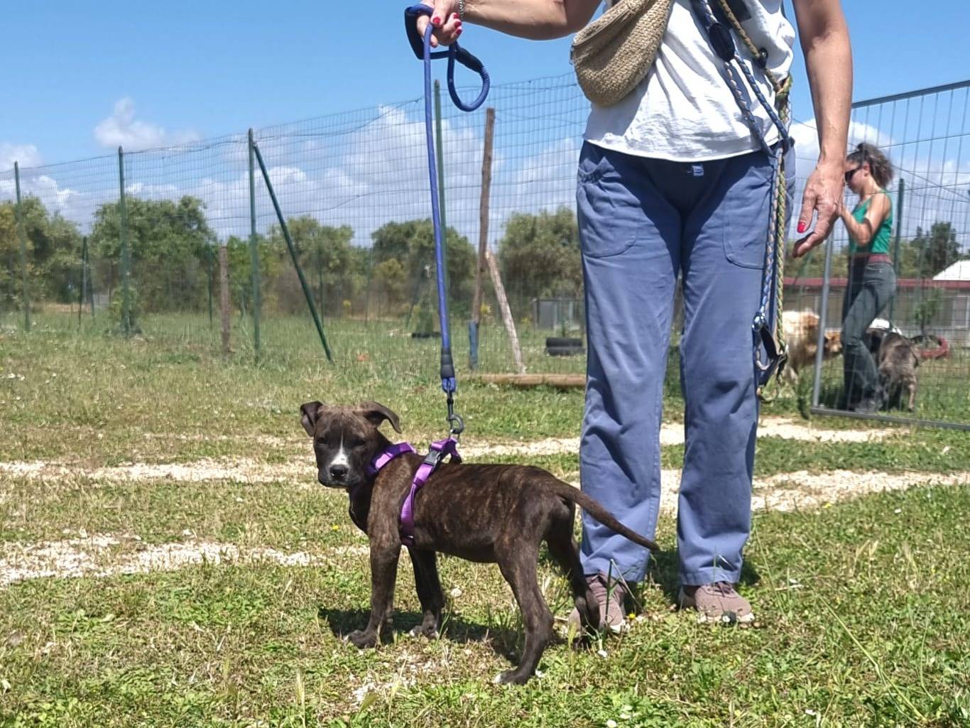Adotta un cane, taglia media, maschio, Bari