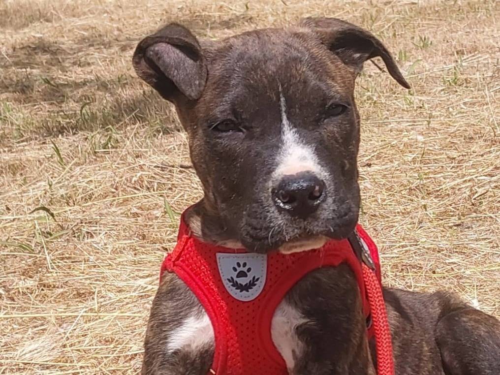 Adotta il cane JORDY a Bari